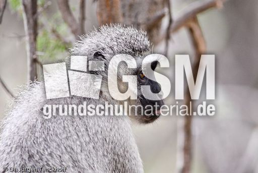 Grüne Meerkatzen (19 von 67).jpg